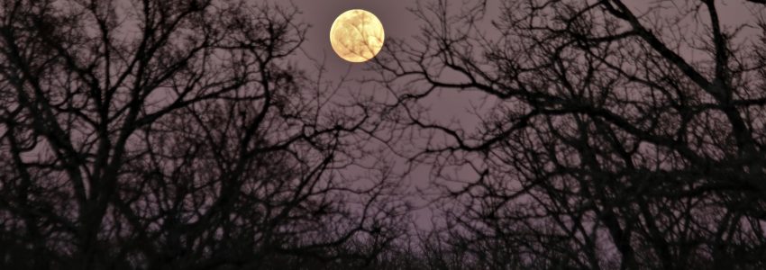 full-moon-through-the-trees NEW